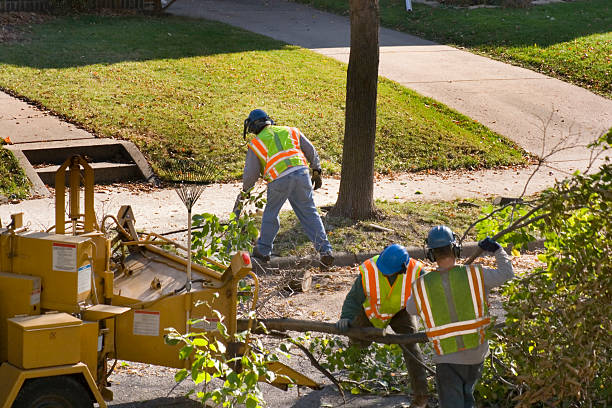 Leaf Removal in Cudjoe Key, FL